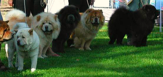 image of different colored Chow Chows