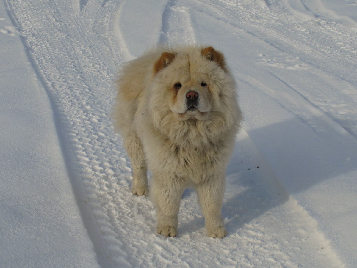 image of cream colored Chow Chow