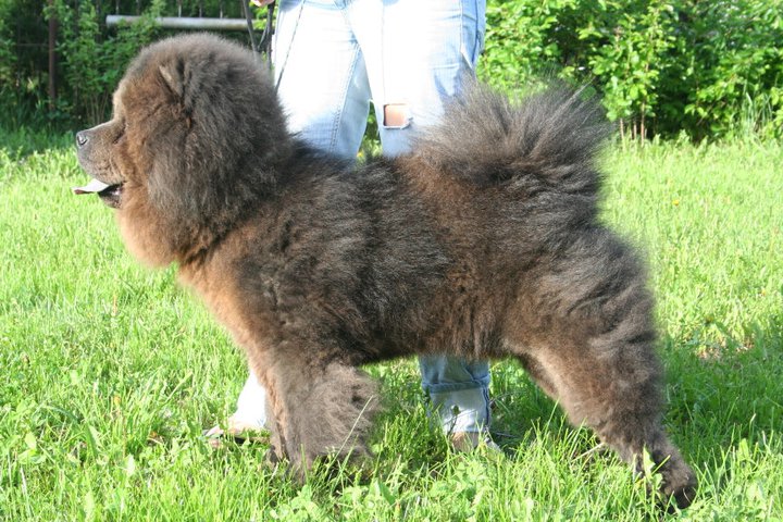 image of blue colored Chow Chow