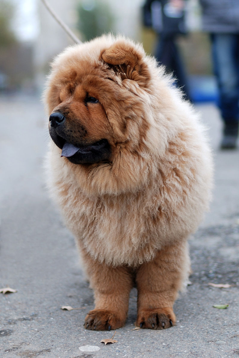 image of fawn colored Chow Chow