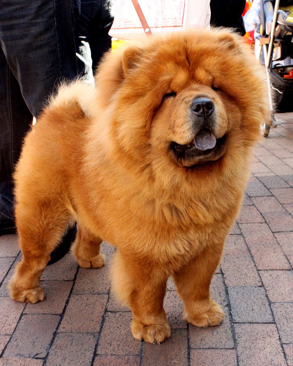 image of self-red colored Chow Chow